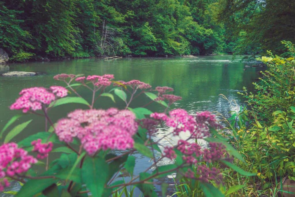 The Buckhannon River near Sago